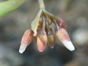 Claytonia parviflora Bud